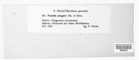 Uromyces polygoni-avicularis image